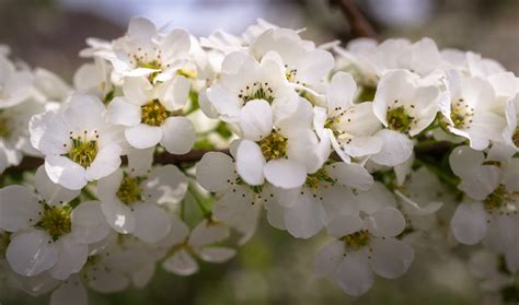 Kostenlose Foto Natur Ast Blühen Weiß Blütenblatt Lebensmittel
