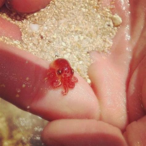 Baby Octopus Aw How Cute Pinterest