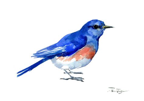 Eastern Bluebird Original Watercolor Painting Etsy Bluebird