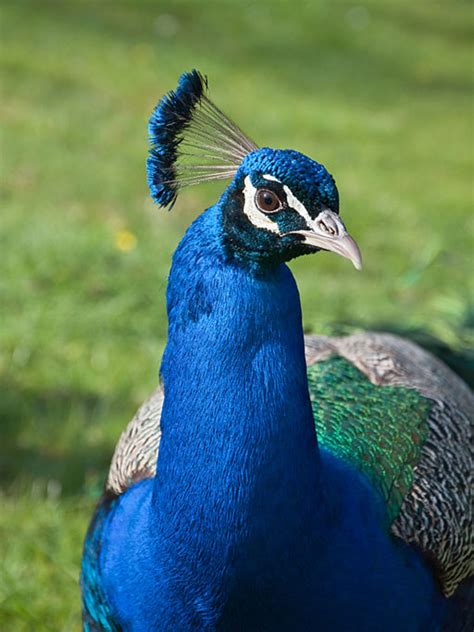 Peacock Bird Characteristics Pictures And Symbolism Hubpages