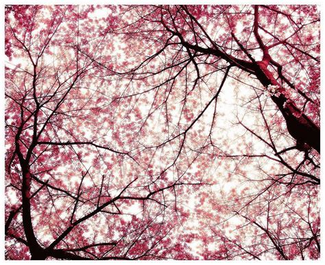 Cherry Blossom Desktop Wallpapers Wallpaper Cave Images