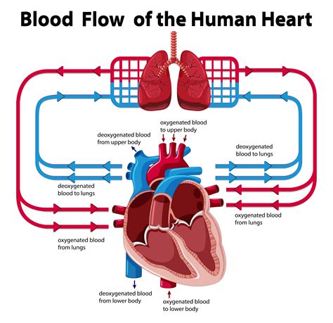 Instead of blood flowing through the pulmonary artery to the lungs, the sphincter may be contracted to divert this blood flow through the incomplete ventricular septum into the left ventricle this means the blood flows from the capillaries to the heart and back to the capillaries instead of to the lungs. Chart showing blood flow of human heart 418877 Vector Art ...
