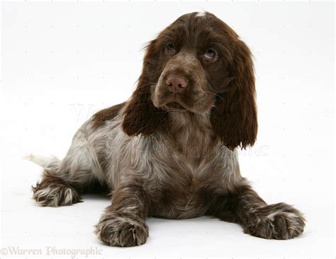 Dog Chocolate Cocker Spaniel Pup Photo Cocker Spaniel Puppies