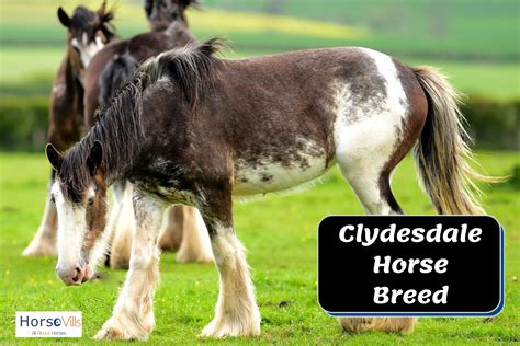 Clydesdale Horse Breeds Are They Good For Riding W Pictures
