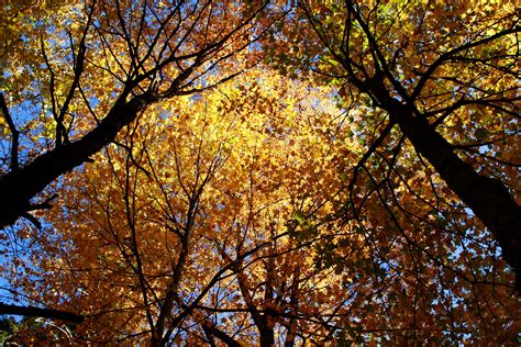 Fall Tree Tops Trees Free Nature Pictures By Forestwander Nature