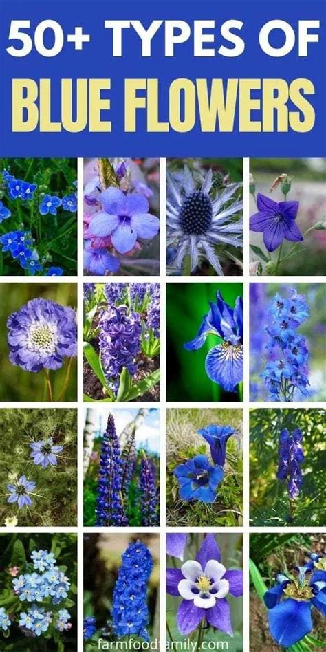 The blue and white colors of many species' flowers represent heaven and purity. 50+ Types Of Blue Flowers With Names, Meaning and Pictures ...