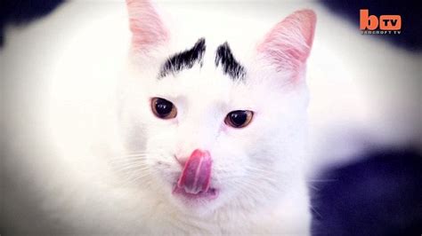 Sam The Cat Is Becoming An Online Star Thanks To His Expressive Eyebrows Daily Mail Online