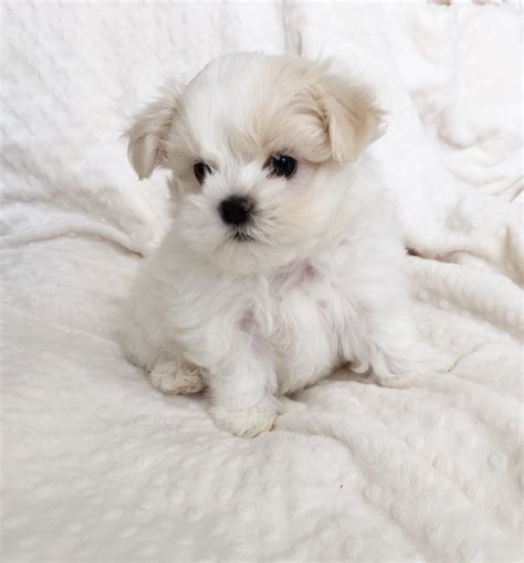 Teacup Maltese Puppy for sale! | iHeartTeacups