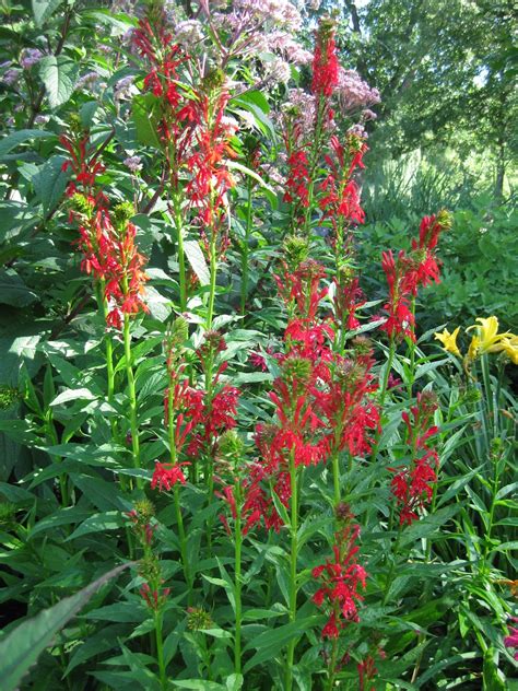 Rotary Botanical Gardens Hort Blog Classic Cardinal Flower