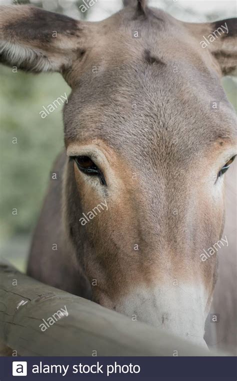 Close Up Portrait Of A Domestic Donkey Equus Asinus Asinus Stock
