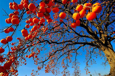 China Daily On Twitter Reap A Rich Harvest Of Persimmons During These