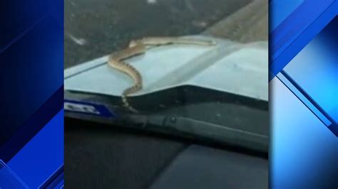 Men Panic As Snake Slithers Out From Under Trucks Hood Youtube