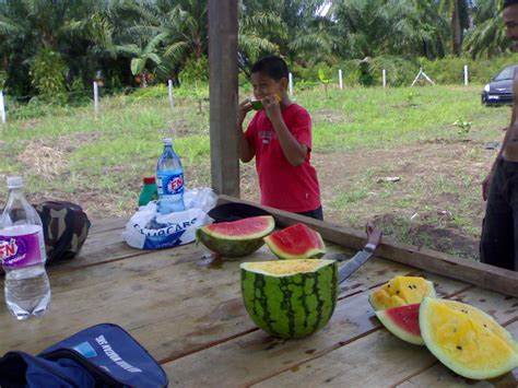Graduan dalam bidang pertanian ini berkongsi cara memilih tembikai yang rasanya manis. TEMBIKAI - PENAWAR SAKIT GOUT ~ PAKLANG DON