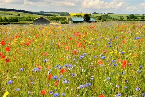 6 Types Of Meadow And Where To See Them Bbc Wildlife Magazine