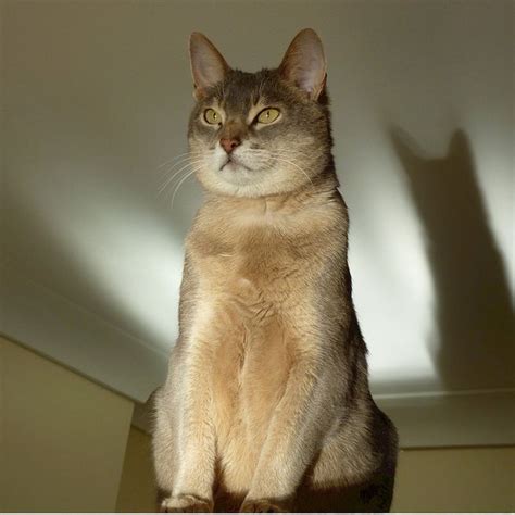 Abyssinian Cat Poochn Cat Cat Breed Information