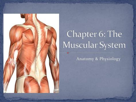 Chapter The Muscular System Canvas Valley
