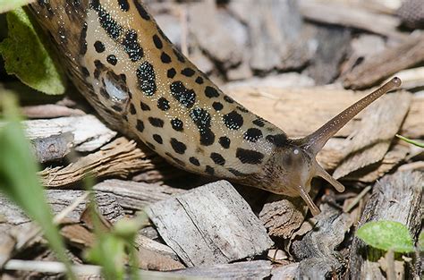 Leopard Slug In Michigan The Michigan Nature Guys Blog