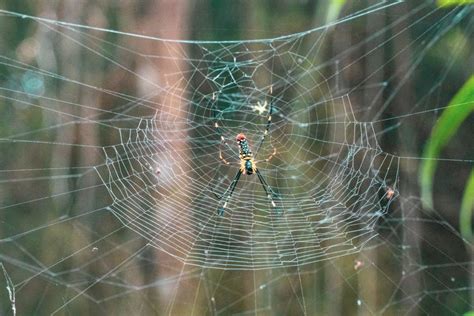 Hiking In Chiang Mai Facing My Spider Fears Travelffeine