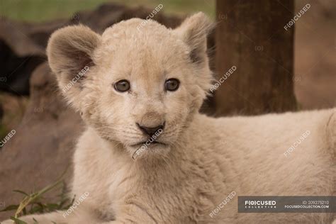 Close Up Of Lion Cub Relaxing At Safari Park — Summer Sitting Stock