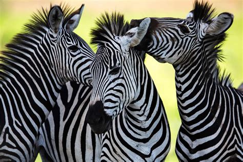 The Zebra One Of Africas Most Beautiful Creatures