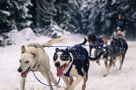 Person In Dogs Sledding Whistler British Columbia Canada — Callaghan