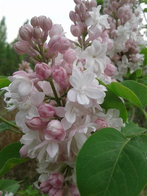 Lilac Beauty Of Moscow Cheyenne Tree Farm Trees Shrubs