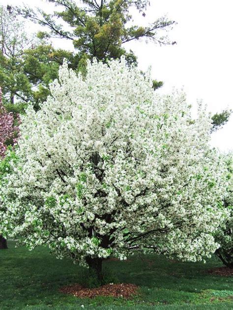 Lancelot Crabapple Good For Use In Small Space Gardens Only 10 Feet