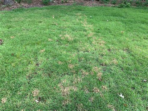 Brown Patch Maybe Empire Zoysia Lawn Care Forum