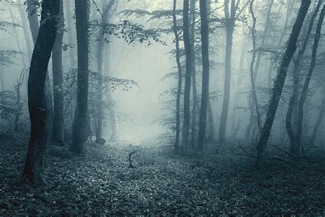 Scary Forest Pictures Images And Stock Photos Istock