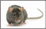 Images of Rat Images