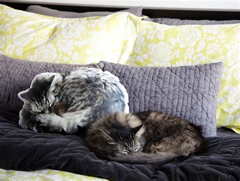 Sleeping Cat Pillow Cat Lover T Cat Pillow Custom Pet Pillow