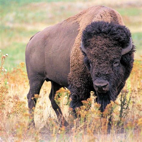 Oklahoma State Animal American Buffalo Or Bison Bison Bison