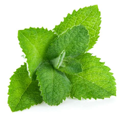 Fresh Leaf Mint Green Herbs Ingredient Stock Photo Image Of Spice