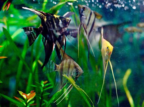 Aquarium Fish Angelfish Pictures Fun Animals Wiki Videos Pictures