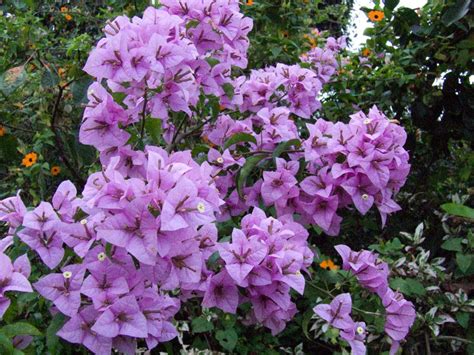 Bougainvillea The Dramatic Exotic Flower Of Corfu Discover Corfus