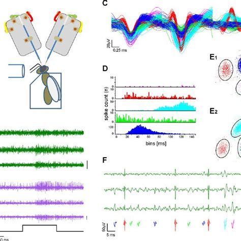 Extracellular Recording At Two Neural Tracts And Single Unit Extraction