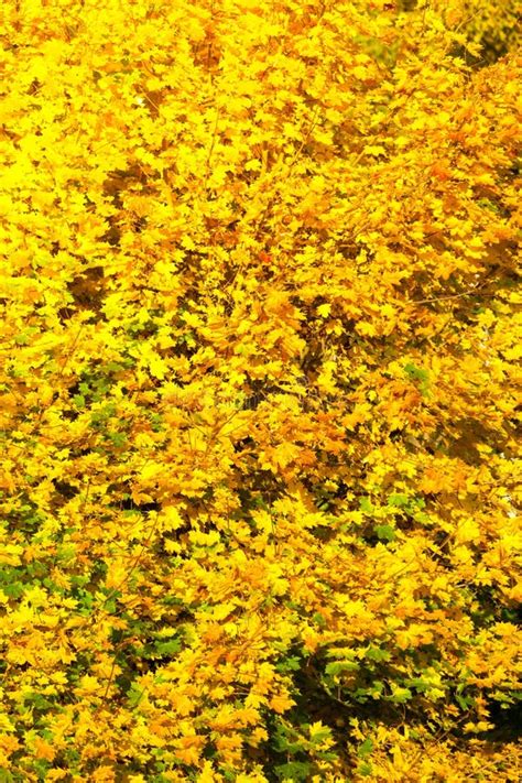 Yellow Autumn Leaves Fall Branches Stock Image Image Of Season