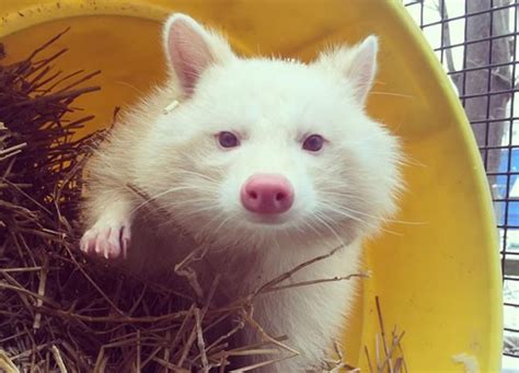 Meet Meeko The Albino Raccoon Cleveland Museum Of Natural History In