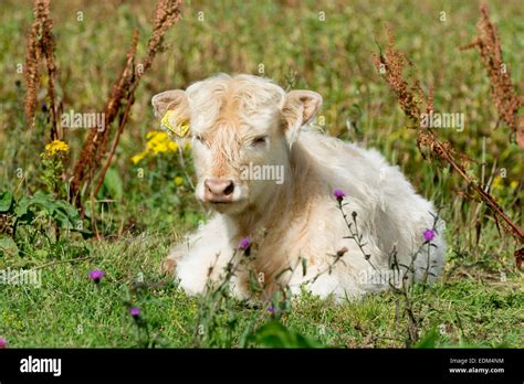 White Highland Cattle Calf Stock Photo Alamy