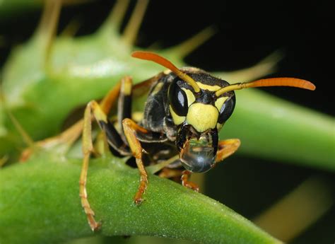 File Wasp March Wikipedia The Free Encyclopedia