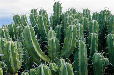 Cactus With Plant Growing Off The Stem A Cactus Plural Cacti