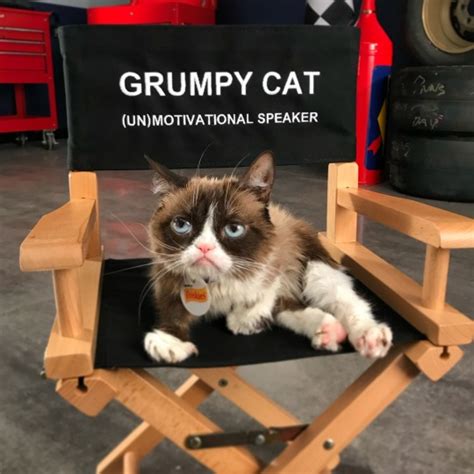 The Worlds Grumpiest Cat Grumpy Cat®