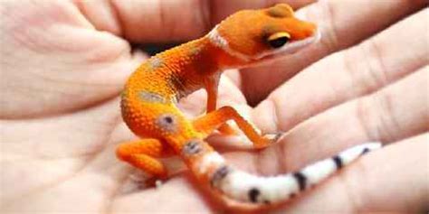Thinking about getting a leopard gecko? How big do Leopard Geckos Get? Full Grown Geckos ...