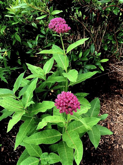 PlantFiles Pictures: Asclepias Species, Purple Milkweed (Asclepias ...