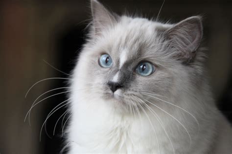 Blue Mitted Ragdoll Kitty Gorgeous Cats