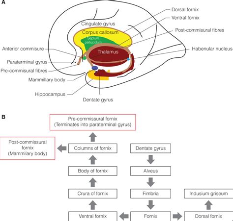 The Anatomy Of The Hippocampus Cerebral Ischemia Ncbi Bookshelf
