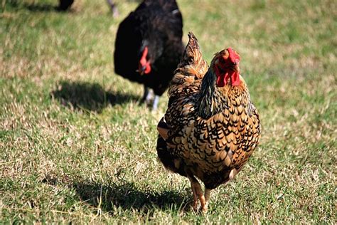 Backyard chickens provide a learning opportunity for children who can learn responsibility, how to take care of animals and how food is produced. How Keeping Chickens Can Help in Your Backyard