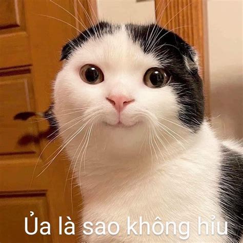 Ảnh Meme Mèo Chế Hài Hước Troll Bựa Cute Dễ Thương