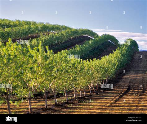 Fruit Trees Almond In Rows Over Hill Near Williams California Stock