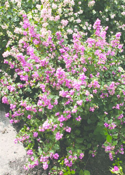 Candy Coralberry Plants Flower Seeds Small Pink Flowers